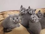 Russian Blue