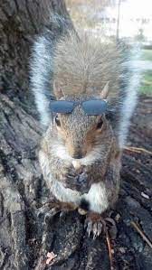 Meet Sneezy The Penn State Squirrel Who Loves Wearing Hats Squirrel Funny Squirrel Cute Squirrel
