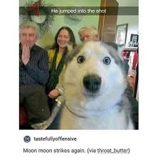 professional photobomber photobomber professional komik hayvan fotograflari hayvan viralleri komik kopek fotograflari