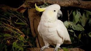 Burung kakak tua caller ringtone (maxis): Berusia 100 Tahun Burung Kakak Tua Ini Terima Ucapan Hut Dari Ratu Inggris Tribunnews Com Mobile