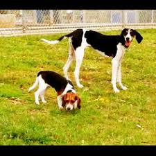 Mixing them with other breeds modulates these traits but is it possible to temper that hunting instinct. 31 Walker Hound Ideas Walker Hound Hound Walker