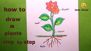 How To Draw Different Parts Of Plants Easy Det S Draw The Parts Of Plant Plant Drawing For Kids Youtube Learn how to draw using the cute and simple style of kawaii. how to draw different parts of plants easy det s draw the parts of plant plant drawing for kids