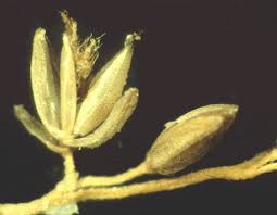 Image result for Steinchisma laxum