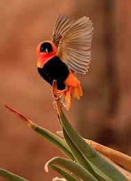 Bird With Orange Belly And Black Wings Orange Bishop Caes Raros Aves Selvagens Passaros Coloridos