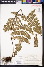 Image result for Triplophyllum protensum