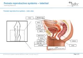 The human male reproductive system consists of a scrotum, testes, testicular lobules, seminiferous tubules, urethra, and penis. Female Reproductive System Gdhr Portal