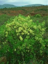 Image result for Ptaeroxylaceae