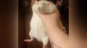 Fat rat being grabbed refers to a photograph of a large white rat being held by its neck. Fat Rat Being Grabbed Know Your Meme