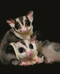Nocturne Creatures Of The Night Nocturnal Animals Sugar Glider Pet Cute Animals
