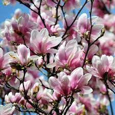 Image Result For Magnolia Tree Magnolia Tree Types Saucer Magnolia Tree Magnolia Trees