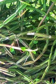 Image result for Cissus quadrangularis