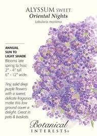 Oriental Nights Sweet Alyssum Seeds 30 Grams Alyssum Scent Garden Flower Seeds Packets