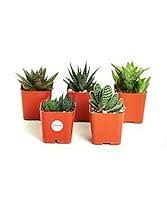 Image result for Aloe welwitschii