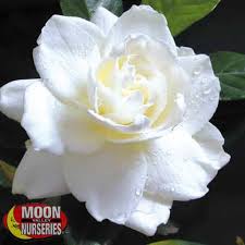 Image result for Gardenia imperialis