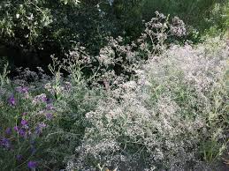 Maybe you would like to learn more about one of these? Gypsophila Paniculata Wikipedia
