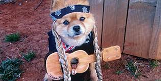 Willie Nelson Launches CBD Product Line for Pets