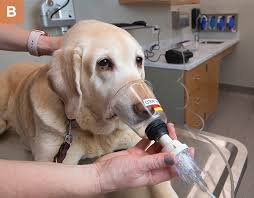 It gives the vet the best options for treatment. Evaluating And Managing Chronic Cough In Dogs Today S Veterinary Practice