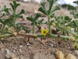 Image result for Cucumis myriocarpus