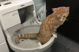 Tak perlu khawatir, ada cara mudah yang bisa kamu lakukan untuk melatih kucing agar tak buang tugasmu adalah menunjukkan di mana tempat tersebut. Hentikan Kebiasaan Buang Kotoran Kucing Ke Toilet Ini Akibatnya Semua Halaman Bobo