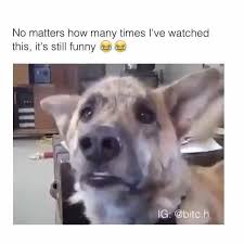 Ifunny Is Fun Of Your Life Images Gifs And Videos Featured Seven Times A Day Your Anaconda Definitely Wants Some Fun Fac Animal Memes Funny Animals Animals