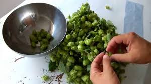 Spagnetti cremosi con luppolo selvatico (ligabusc) e porri. Raccolta Luppolo Selvatico Youtube