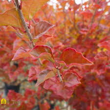 Image result for Syringa meyeri ´Palibin