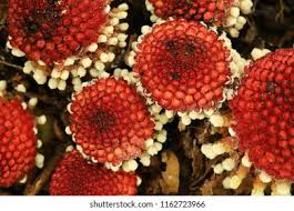 Image result for Balanophoraceae