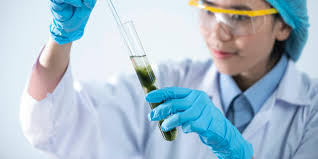 Blue-Green Algae: Get to know its Definition, Uses, effects.