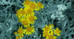 Image result for Senecio ruwenzoriensis