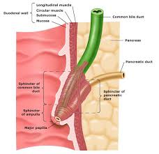 In this video series we rattle off @167 people who were kind enough to discover anatomy and name it after themselves either as individuals or as a team. Sphincter Of Oddi