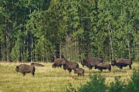 Take advantage of our package deals. Canada Cool I Prince Albert National Park