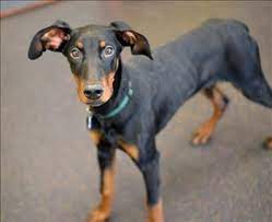 Michigan This Dobermanpinscher Wants To Meet You Adopt Doby At Our Berman Center For Animal Care In Westland Humane Society Dog Adoption Shelter Dogs