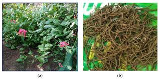 Image result for Lactuca imbricata