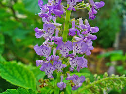 Image result for Plectranthus chimanimanensis