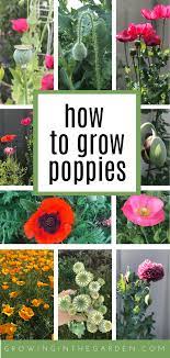 Another common way to germinate seeds is using a seedling plug. How To Grow Poppies 8 Tips For Growing Poppies Growing In The Garden