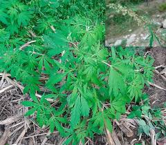 Image result for Cannabaceae