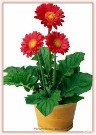 Gerbera Cicegi Gerbera Ciceginin Bakimi Ve Yetistiriciligi Forum Gercek Air Cleaning Plants Gerbera Plant Plants