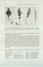 Image result for Polyphlebium borbonicum