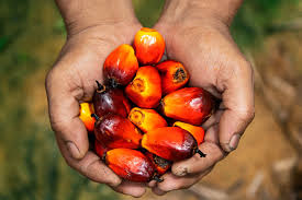 Cara budidaya kelapa sawit ini sudah kami terapkan di kab ketapang, kalimantan barat dan kab riau. Ciri Ciri Buah Sawit Berdasarkan Tingkat Kematangannya Pupuk Organik Yang Paling Bagus Untuk Kelapa Sawit