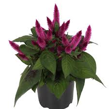 Image result for Celosia nervosa