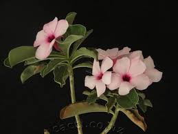 Image result for Adenium boehmianum