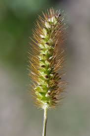 Image result for Setaria pumila