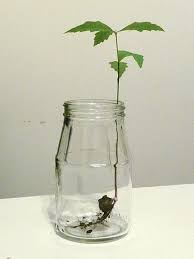 Glass Jar Acorn Grow Glass Jars Glass Glass Vase