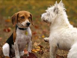 Check spelling or type a new query. What To Do If Your Dogs Don T Get Along Barney S Ranch