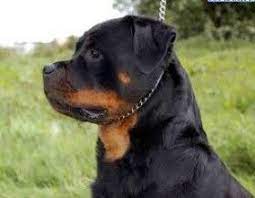 kopek oteli kopek oteli istanbul kopek pansiyonu rottweiler kopek oteller