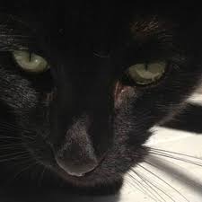 Los Gatos La Principal Amenaza Para Los Animales De Ee Uu Bbc News Mundo