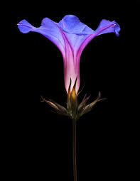 Fotanicals The Secret Language Of Flowers Language Of Flowers Blue Morning Glory Flowers