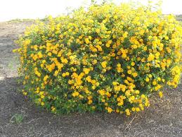 Maybe you would like to learn more about one of these? Yellow Flower Bush Flowering Bushes Yellow Flowering Bush Yellow Flowering Shrub