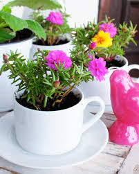 Create your own teacup garden by selecting teacups of your choice and turning them into a receptacle capable of growing plants in. Tips On How To Make Cute Tea Cup Gardens In No Time Top Dreamer
