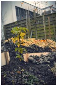 Der Feldahorn Ist Teil Der Neuen Naturhecke Als Abgrenzung Zum Grundstuck Des Nachbarn Permakultur Hecke Garten